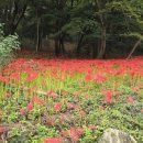 꽃무릇공원 이미지