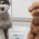 펫하우스 V 이미지