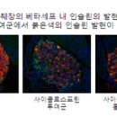 홍삼이 장기이식 부작용 줄여준다는 연구 결과 나와 이미지