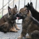 셰퍼트 분양 이미지