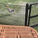 틈바구니(친구네 펜션) | 가평 애견펜션 '체리몽 애견풀빌라' 후기 - 신나는 견생사진 맛집