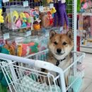 강아지탐험대 이미지