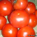 [토마토 효능] 토마토 100% 활용하기(토마토에 관한 상식)(2) 이미지