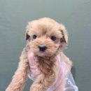 섬나라하얀집 이미지