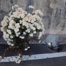 매산마을 이미지