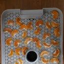 한길타조농장 | 한길타조농장 타조아빠의 귤 건조 후기