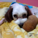 한수풀동물병원 이미지