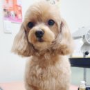 엔조이펫 이미지