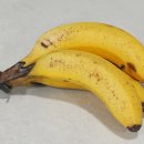 바나나 보관 법 이미지