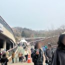 마켓진달래 | 부천 원미산 진달래축제 미리 다녀온 후기 (개화상황 + 이번 주말 벚꽃까지)
