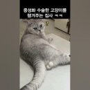 중성화 수술한 고양이를 챙겨주는 집사 ㅋㅋ 이미지