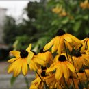 행복flower 이미지