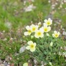 백두산화원 이미지