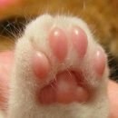 고양이발바닥 이미지