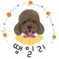 땡일리 애견 유치원 이미지