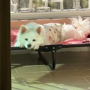 야옹아 멍멍해봐 속초점 이미지