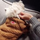 단독 dandog 이미지