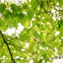 유성시장 이미지