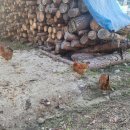 홍천불가마찜질방 티스토리