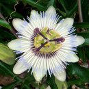 시계꽃 (passion flower(꽃말- 정열의 꽃)(Passiflora caerulea) 이미지