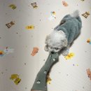 김수영 동물병원 이미지