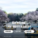 곤니찌와 일본어 (고급) | 2026년 일본 벚꽃 개화 시기 및 도쿄 실시간 현황 및 필수 명소 TOP3