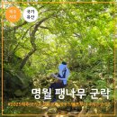 명월 팽나무군락 이미지