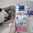 [집사의 하루#2] 다이소 고양이 용품 구매 후기(츄르, 참치캔, 영양제 등 추천)