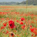 황포돗대 주변 이미지