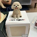 미롱이네 | [경주/달이네집/애견동반숙소] 남자친구 생일기념 애견동반 여행, 댕댕이도 만족한 숙소 솔직 후기