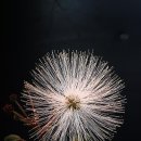 흰자귀나무 그라고 매발톱꽃의 변이 이미지