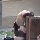 벤치가 사라지자 후이를 받침대로 사용하는 루이바오ㅋㅋㅋㅋㅋ💜 이미지