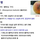 스크랩] 복숭아 병충해 방제 이미지