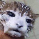 대신중고교 | [이케부쿠로] 집사 카페 스왈로우테일 방문 후기 : 어머니가 날 서민으로 낳아주신 이유