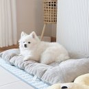 참좋은애견 | 강아지 방석 가성비 좋은 애견 쿠션 내돈내산 후기