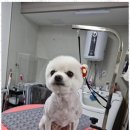 복이애견샵 이미지