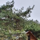 트리하우스 이미지