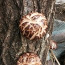 아버님농장 이미지