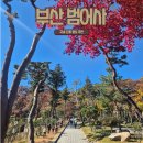 범어사 | [블로그챌린지] 부산 가을 명소 범어사 단풍구경 후기