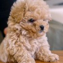 부산 강아지분양 디테일퍼피 이미지