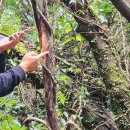 녹차분재로 이미지