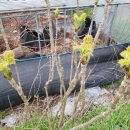 쌍치 농장 이미지