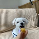 최애네고구마