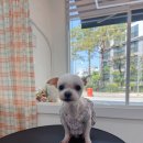 딸기애견미용실 이미지