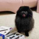 (주)케이엘테크 | 강아지 바리깡, 발바닥 털 발톱깍이 보습 토마고 이발기로 애견 위생미용해요