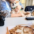 바닐라 애견샵 | 제주 애견동반 브런치 카페 오버더센스 쇠소깍카페