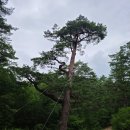 울진농업협동조합 금강송지점 | 울진 금강송 소나무 숲길 여행｜가족탐방로·오백년소나무·1박 2일 힐링 코스