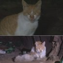 동물농장 이미지