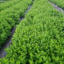 진솔농장 이미지