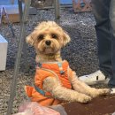 골드하우스 펜션 | 몽산포 애견동반펜션 골드오션펜션 후기